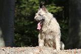 BOUVIER DES ARDENNES 120